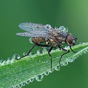 Fly (Coenosia sp) resting on leaf, at dawn covered in heavy dew. Hertfordshire, England, UK. June. Focus Stacked