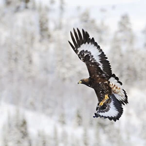 Golden eagle (Aquila chrysaetos) in flight, Flatanger, Norway, November 2008