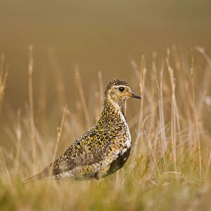 Golden plover (Pluvialis apricaria) profile portrait on open moorland in evening light