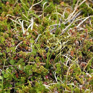 Golden plover (Pluvialis apricaria) chick camouflaged in ground nest, Norway June