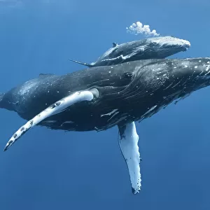 Humpback whale (Megaptera novaeangliae) calf Tahafa male with injured pectoral fin and scarred body, with mother. Vava'u, Tonga, Pacific Ocean. COP26 Countdown Photo Competition 2021 Finalist