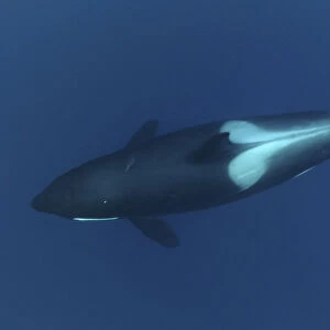 Killer whale / Orca (Orcinus orca) underwater, Kristiansund, Nordmre, Norway, February