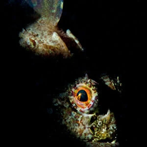 Long spined sea scorpion (Taurulus bubalis) lying in wait to ambush prey, Selsey