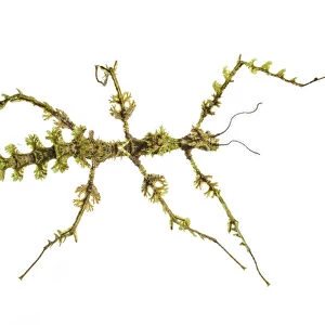Moss mimic stick insect (Trychopeplus laciniatus) showing amazing camouflage on mossy vine
