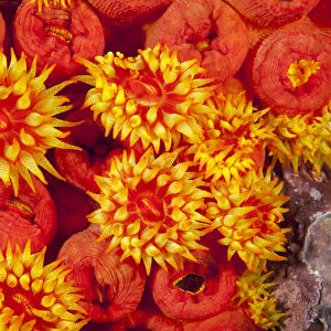 Orange cup coral (Tubastrea coccinea) Malpelo Island National Park, UNESCO World Heritage Site