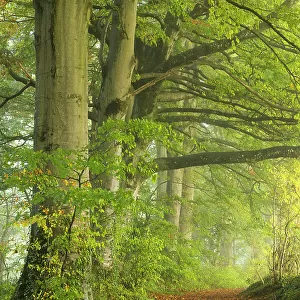 Path through foggy autumnal beech woodland, Crendle Hill Woods, near Milborne Port, Somerset, England, UK. October, 2022