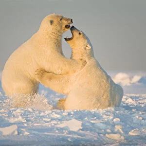 Polar bear (Ursus maritimus) 3-year-olds play fighting on newly formed pack ice, Beaufort Sea