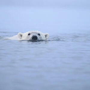Polar bear (Ursus maritimus) swimming at surface of Beaufort Sea, Alaska, USA