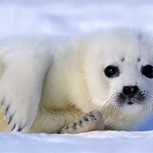 Portrait of Harp seal (Phoca groenlandicus) pup, Magdalen Islands, Gulf of St Lawrence