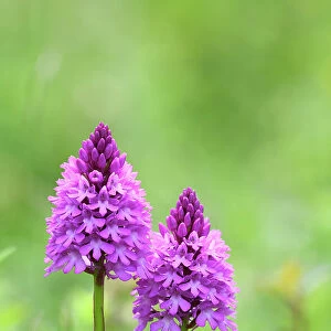 Pyramidal orchid (Anacamptis pyramidalis) in flower, Hampshire, UK June. Focus stacked