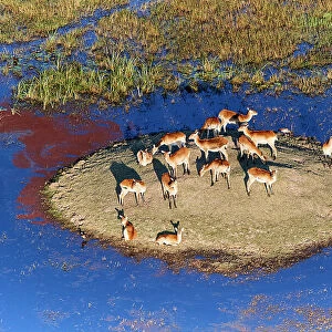 Red Lechwe (Kobus leche) herd resting on a small island in swamp, Okavango Delta, Botswana, Africa
