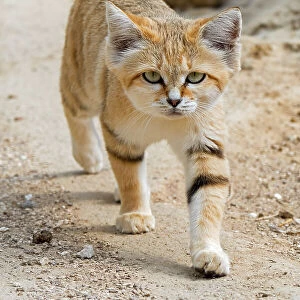 Sand cat (Felis margarita) walking over sandy ground. Captive, occurs in North Africa, the Arabian Peninsula, Pakistan and the Middle East