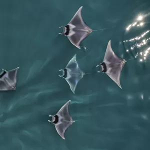 Spinetail devil rays (Mobula mobular) aerial view, Baja California, Mexico