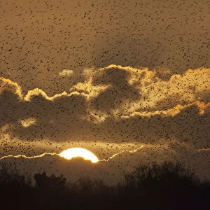 Starlings (Sturnus vulgaris) coming in to roost at Shapwick, Somerset Levels, Somerset, England, UK