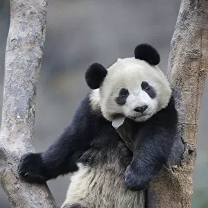 Subadult Giant panda (Ailuropoda melanoleuca) climbing in a tree Wolong Nature Reserve