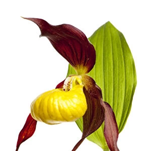 Yellow ladys slipper orchid (Cypripedium calceolus) flower, Queyras Natural Park