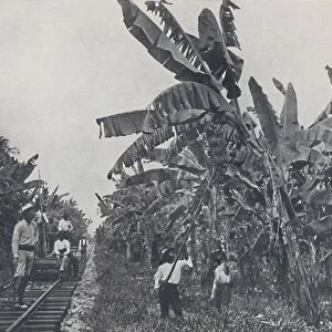 Banana Plantation, 1924