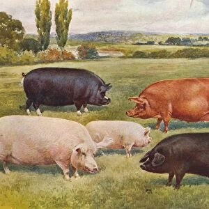 Breeds of pigs, c1902 (c1910). Artist: Frank Babbage