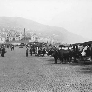 Bullock carriages, Madeira, Portugal, c1920s-c1930s(?)