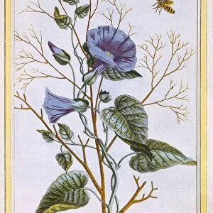 Le Grand Liseron Violet (Convovlus), pub. 1776. Creator: Pierre Joseph Buchoz (1731-1807)