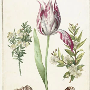 Tulip, two branches of myrtle and two shells, um 1700