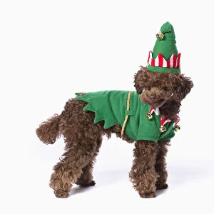 Brown poodle with christmas jester costume; St. albert, alberta, canada