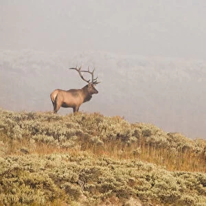 Bull elk in Yellowstone National Park, USA
