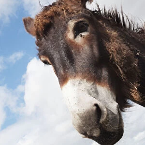 Donkeys Head Against A Blue Sky With Cloud; Charente, France