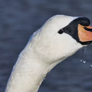 Head Of A Swan; Holy Island, Northumberland, England