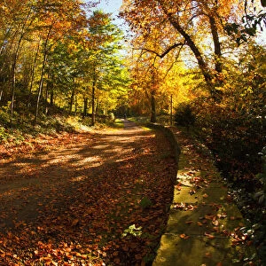 A Path Covered With Fallen Leaves In Autumn; Durham, England