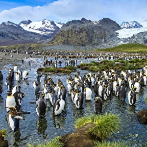 A scenic view of King Penguins near Gold Harbor in South Georgia, Antarctica