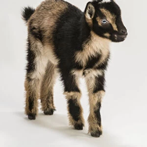Young Nigerian Pygmy Goat