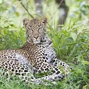 African Leopard (Panthera pardus) lying down in forest, looking at camera, Masai Mara