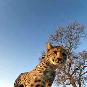 Cheetah (Acinonyx jubatus) reaching for camera in late afternoon sun, South Africa