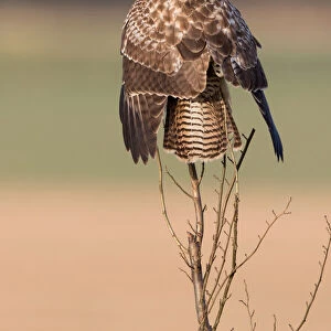 Common Buzzard (Buteo buteo) drying its wings, Horsterwold Flevoland, The Netherlands