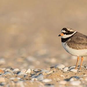 Common Ringed Plover (Charadrius hiaticula) standing on beach with shells, Texel