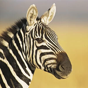 Common zebra (Equus quagga) portrait, Kenya, Msai Mara National Reserve