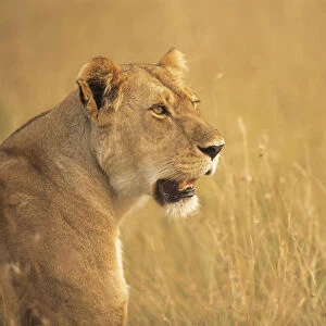 Lioness (Panthera leo) profile, Kenya, Masai Mara National Reserve