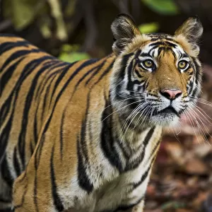 Portrait of a wild Bengal Tiger (Panthera tigris tigris), India, Madhya Pradesh