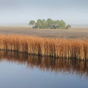 Swamp Sawgrass (Cladium mariscus) and Cabbage Palm (Sabal palmetto) island in mist