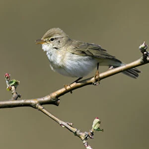 Willow Warbler (Phylloscopus trochilus) singing, Noord-Holland, The Netherlands