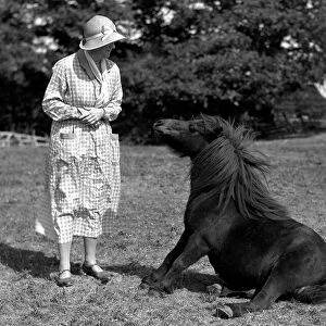 Lady Estella Hope with one of her Shetland Ponies, who has developed a habbit of begging