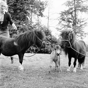 Lady Joan Gore-Lengton of Hurst Green, Sussex breeds the smallest Shetland ponies in