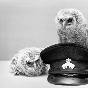 Three young baby owls. May 1975