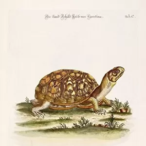 Turtle illustration - Antique plate of the dutch book: Collection of foreign and rare birds, illustrated by George Edwards-1772