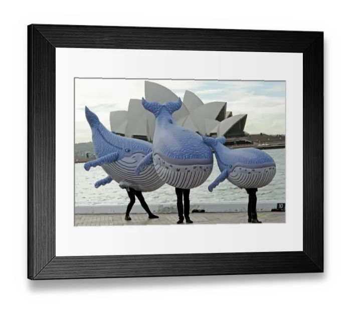 Framed Print : Australia-Animal-Whales