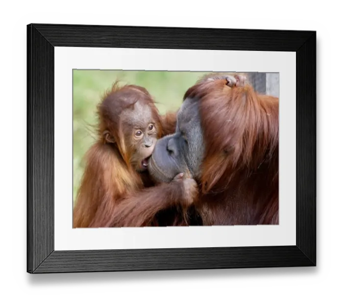 Framed Print : Australia-Orang-Utan-Birthday-01 Framed Print : Australia-Orang-Utan-Birthday-01