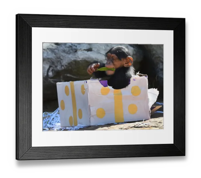 Framed Print : Australia-Animal-Chimpanzee