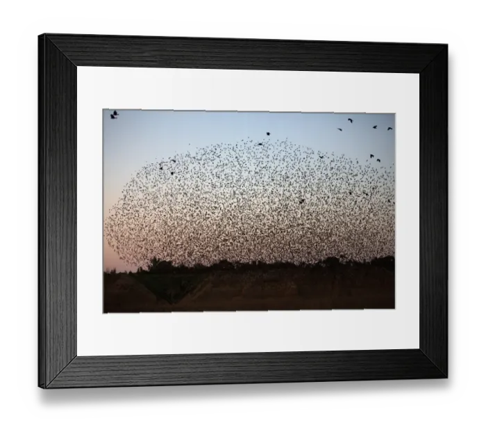 Framed Print : Israel-Birds-Starlings