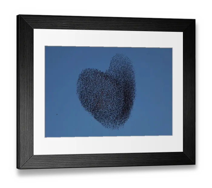 Framed Print : Israel-Birds-Starlings